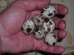 A handful of quail eggs