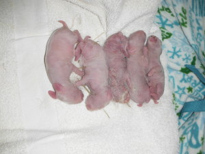 Lifeless baby rabbits