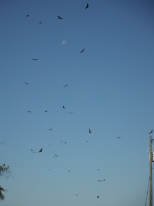 Circling Turkey Vultures