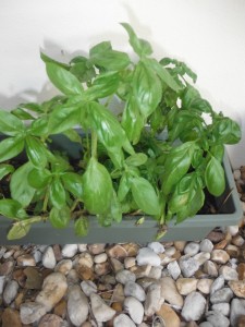 Neglected Basil