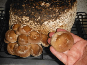 Countertop shitake mushrooms
