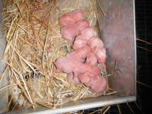Baby rabbits one hour old