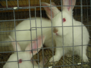 New Zealand Rabbits