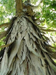 shag-bark-hickory