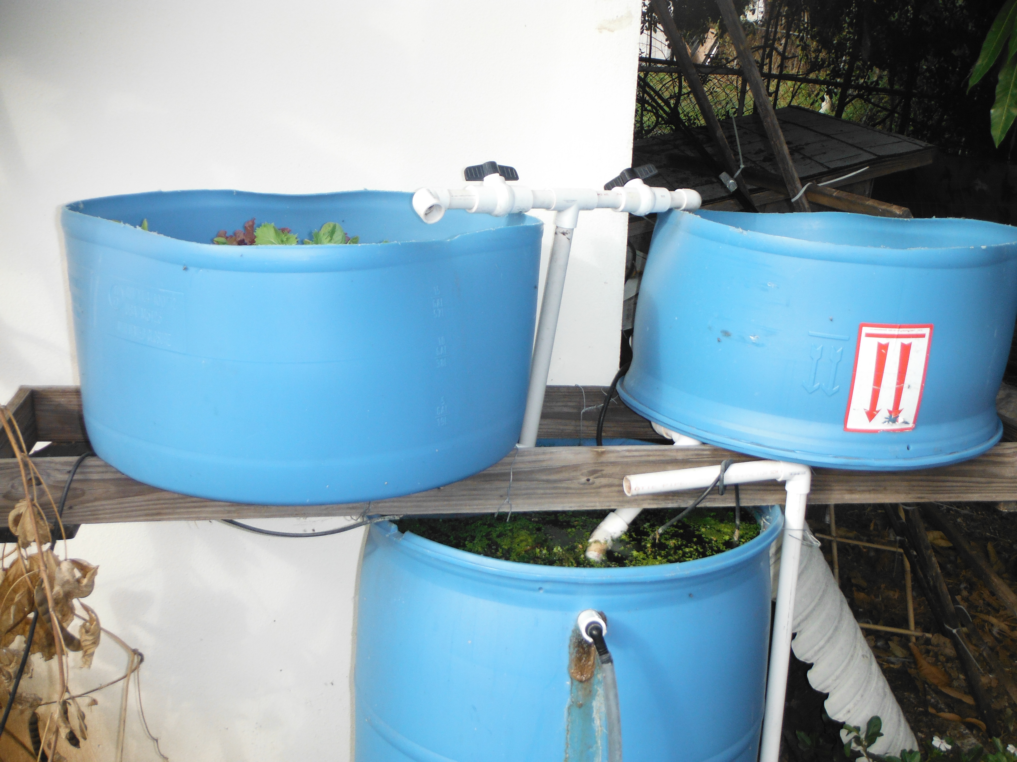 Backyard Aquaponics – The Containers and Their Contents | Florida 