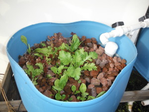 Lettuce in grow beds