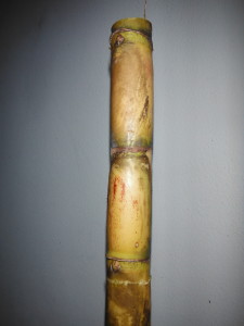 Sugarcane