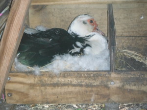 Nesting Muscovy