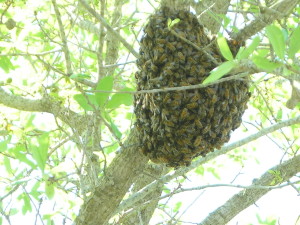 Bee swarm