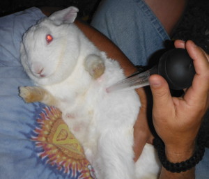 milking a rabbit