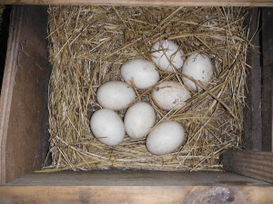 Muscovy Eggs in a Nest