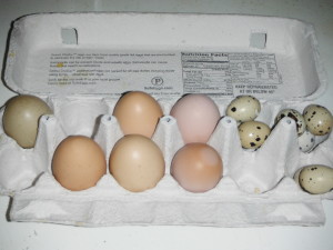 One Day's Worth of Eggs - 1 Muscovy, 5 chicken, 7 quail