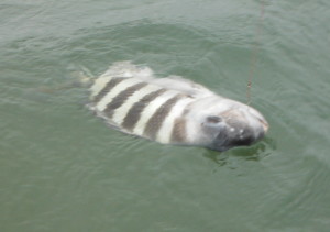 Sheepshead