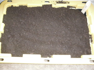 Add soil