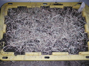 Mulch with hay