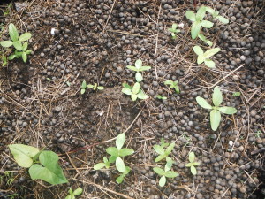 Sweet potatoes and mammoth sunflowers in a freshly prepared bed