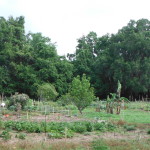UF Community Garden