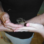 Coturnix quail are TINY!