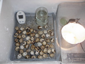 Getting ready to kick off another batch of quail eggs.