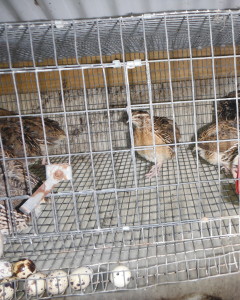 Quail Cage with egg collection modifications