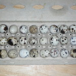 Quail Eggs