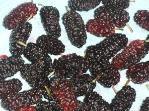 mulberries