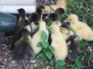 Muscovy ducklings