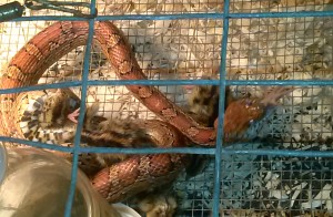 cornsnake