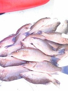 Mangrove Snapper