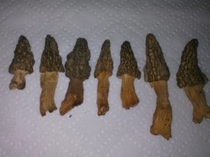 Dried Morel Mushrooms