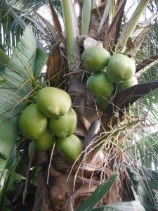 Coconuts