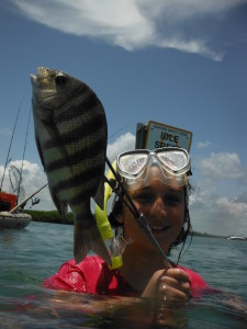 speared sheepshead