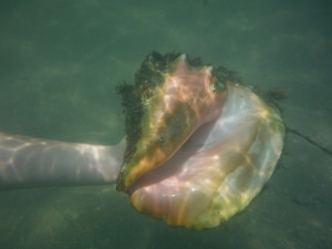 conch