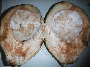 Empty Coconut Husk and Shell