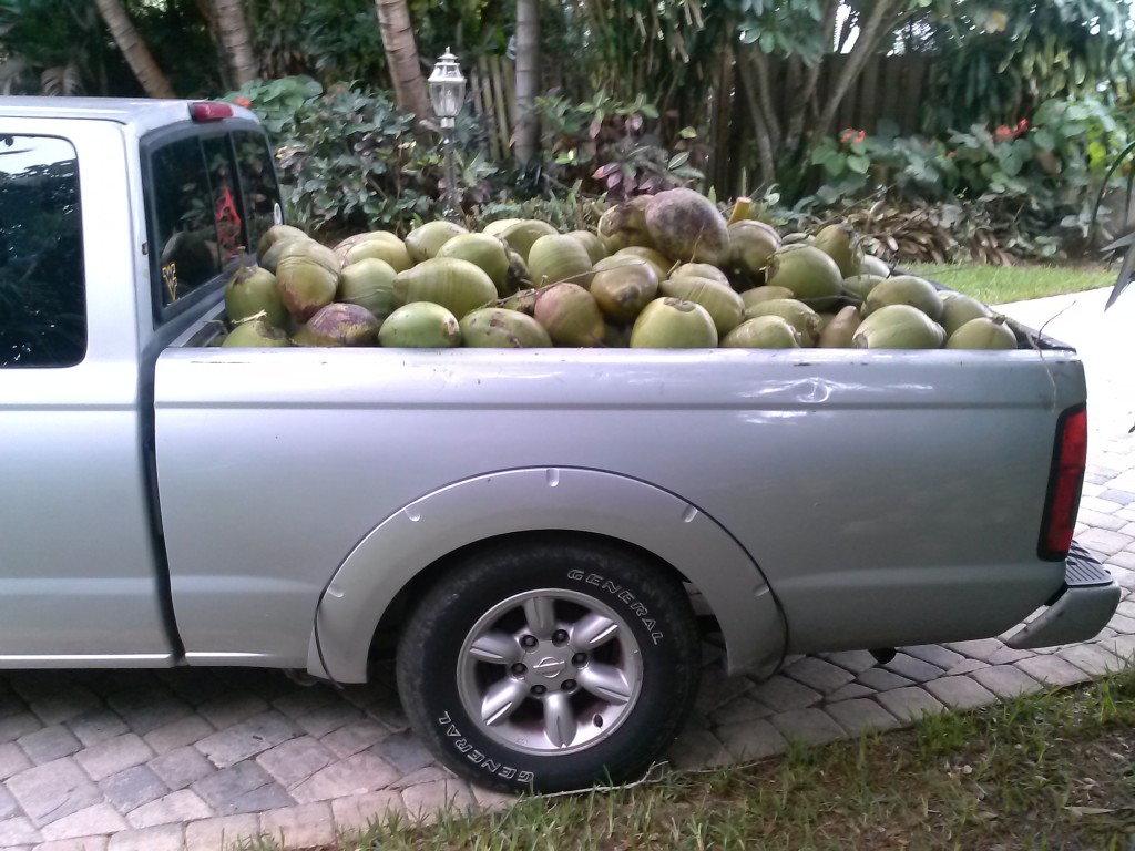 Truckload of Green Coconuts