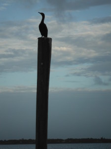 resting cormorant