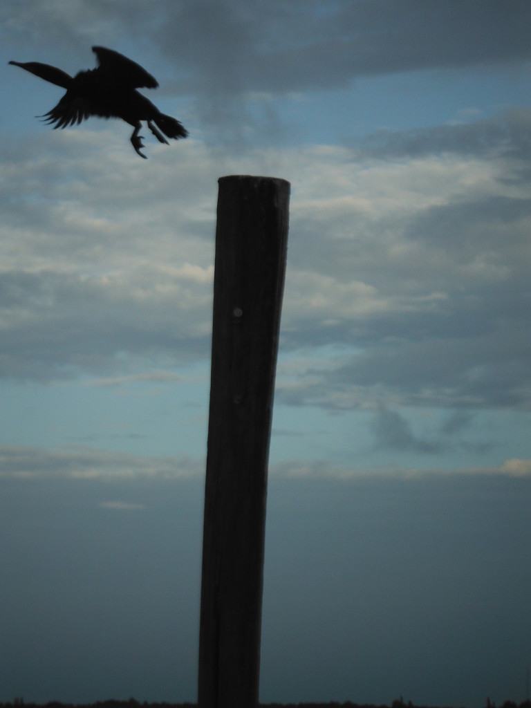flying cormorant