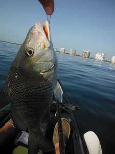 White Grunt caught today