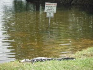 alligator no swimming