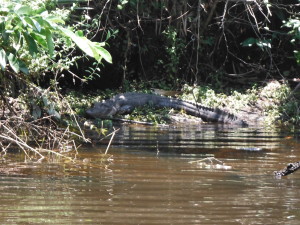 Sunning alligator