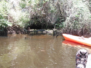 Alligator and kayakers