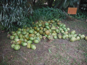 Pile of Green Coconuts
