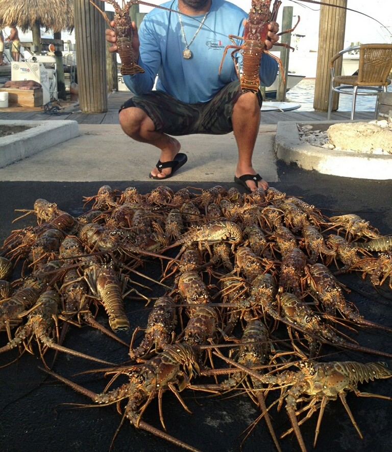 2013 mini season Lobster haul