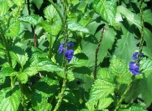 Blue Porterweed