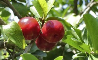 acerola cherries