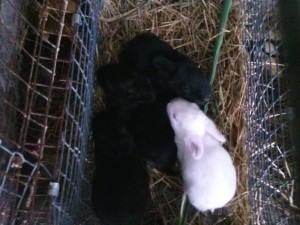 Baby Rabbits