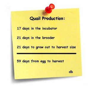 quail productions times