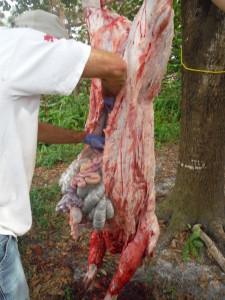 Gutting a hog