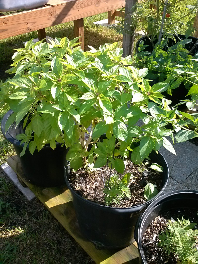 backyard garden