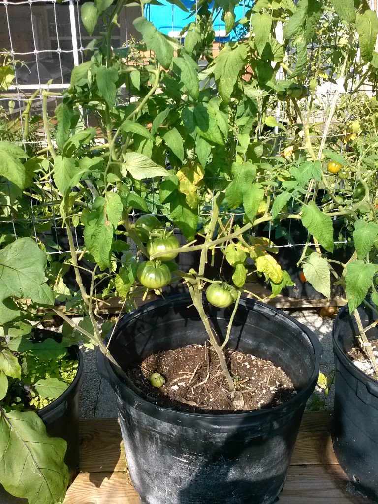 backyard garden